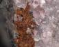 Preview: Arseniopleite